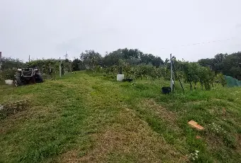 Rexer-Fivizzano-TerrenoCasa-in-campagna-in-Lunigiana-Coltivazione