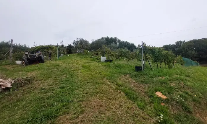Rexer-Fivizzano-TerrenoCasa-in-campagna-in-Lunigiana-Coltivazione