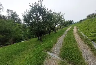 Rexer-Fivizzano-TerrenoCasa-in-campagna-in-Lunigiana-Coltivazione