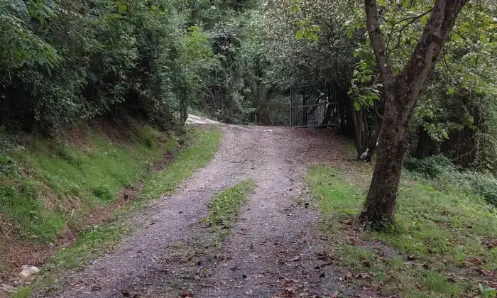 Rexer-Fivizzano-TerrenoCasa-in-campagna-in-Lunigiana-Coltivazione