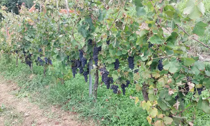 Rexer-Fivizzano-TerrenoCasa-in-campagna-in-Lunigiana-Terrazzo