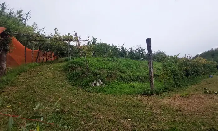 Rexer-Fivizzano-TerrenoCasa-in-campagna-in-Lunigiana-Coltivazione