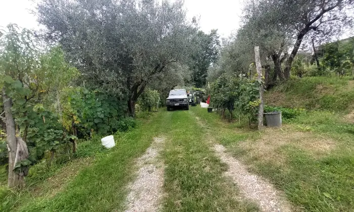 Rexer-Fivizzano-TerrenoCasa-in-campagna-in-Lunigiana-Coltivazione