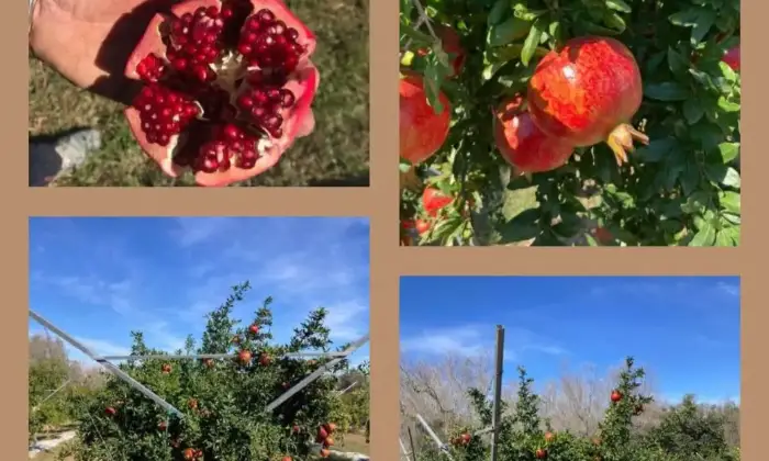 Rexer-Supersano-TERRENO-AGRICOLO-DI-MQ-CON-ALBERI-DI-MELOGRANO-PRODUTTIVI-E-DEPOSITO-AGRICOLO-DI-MQ-Altro