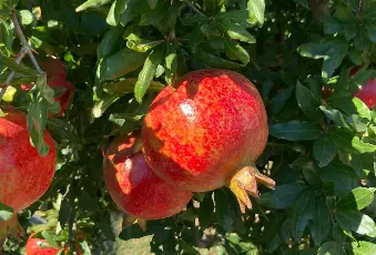 Rexer-Supersano-TERRENO-AGRICOLO-DI-MQ-CON-ALBERI-DI-MELOGRANO-PRODUTTIVI-E-DEPOSITO-AGRICOLO-DI-MQ-Altro