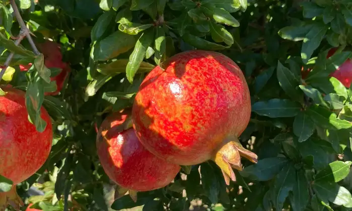 Rexer-Supersano-TERRENO-AGRICOLO-DI-MQ-CON-ALBERI-DI-MELOGRANO-PRODUTTIVI-E-DEPOSITO-AGRICOLO-DI-MQ-Altro