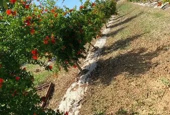 Rexer-Supersano-TERRENO-AGRICOLO-DI-MQ-CON-ALBERI-DI-MELOGRANO-PRODUTTIVI-E-DEPOSITO-AGRICOLO-DI-MQ-Altro