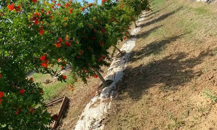 Rexer-Supersano-TERRENO-AGRICOLO-DI-MQ-CON-ALBERI-DI-MELOGRANO-PRODUTTIVI-E-DEPOSITO-AGRICOLO-DI-MQ-Altro