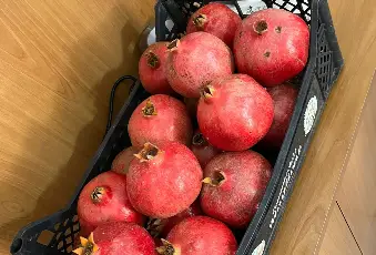 Rexer-Supersano-TERRENO-AGRICOLO-DI-MQ-CON-ALBERI-DI-MELOGRANO-PRODUTTIVI-E-DEPOSITO-AGRICOLO-DI-MQ-Altro