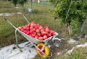Rexer-Supersano-TERRENO-AGRICOLO-DI-MQ-CON-ALBERI-DI-MELOGRANO-PRODUTTIVI-E-DEPOSITO-AGRICOLO-DI-MQ-Altro