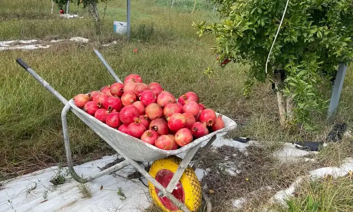 Rexer-Supersano-TERRENO-AGRICOLO-DI-MQ-CON-ALBERI-DI-MELOGRANO-PRODUTTIVI-E-DEPOSITO-AGRICOLO-DI-MQ-Altro