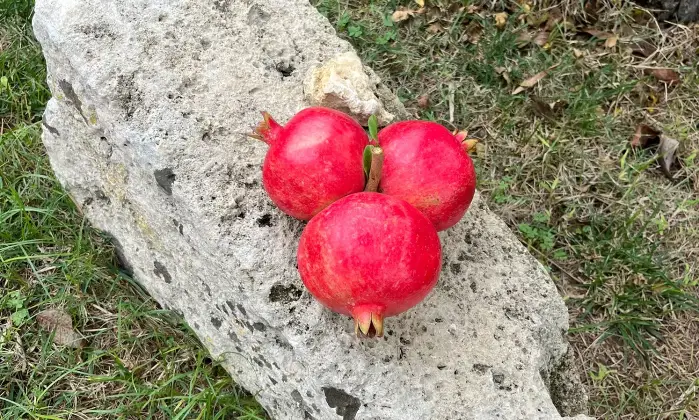 Rexer-Supersano-TERRENO-AGRICOLO-DI-MQ-CON-ALBERI-DI-MELOGRANO-PRODUTTIVI-E-DEPOSITO-AGRICOLO-DI-MQ-Altro