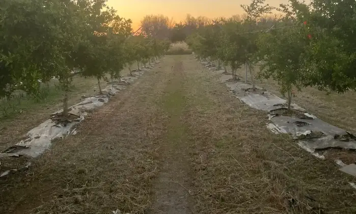 Rexer-Supersano-TERRENO-AGRICOLO-DI-MQ-CON-ALBERI-DI-MELOGRANO-PRODUTTIVI-E-DEPOSITO-AGRICOLO-DI-MQ-Altro