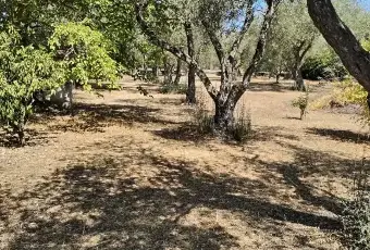 Rexer-Sassari-Casa-con-ampio-terreno-olivetato-Zona-Li-Buttangari-Sassari-Altro