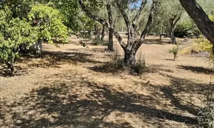 Rexer-Sassari-Casa-con-ampio-terreno-olivetato-Zona-Li-Buttangari-Sassari-Altro