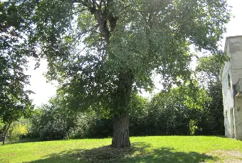 Rexer-Mondavio-CASA-A-PIANACCIO-DI-MONDAVIO-Giardino