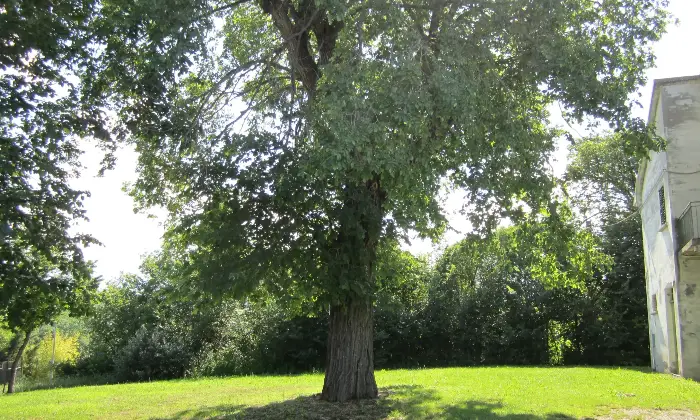Rexer-Mondavio-CASA-A-PIANACCIO-DI-MONDAVIO-Giardino