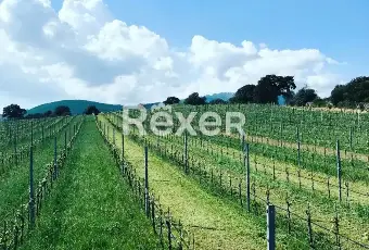 Rexer-Berchidda-Tenuta-vitivinicola-con-vigneto-e-fabbricati-San-Michele-Berchidda-Sardegna-Altro