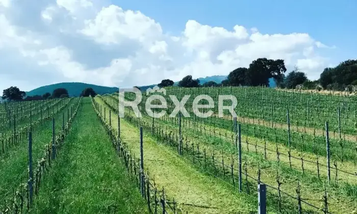 Rexer-Berchidda-Tenuta-vitivinicola-con-vigneto-e-fabbricati-San-Michele-Berchidda-Sardegna-Altro