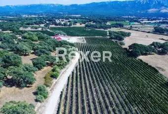 Rexer-Berchidda-Tenuta-vitivinicola-con-vigneto-e-fabbricati-San-Michele-Berchidda-Sardegna-Altro
