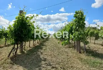 Rexer-Berchidda-Tenuta-vitivinicola-con-vigneto-e-fabbricati-San-Michele-Berchidda-Sardegna-Altro