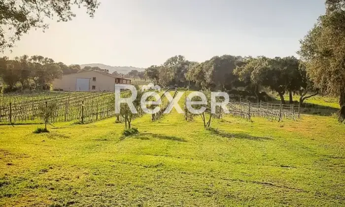 Rexer-Berchidda-Tenuta-vitivinicola-con-vigneto-e-fabbricati-San-Michele-Berchidda-Sardegna-Altro