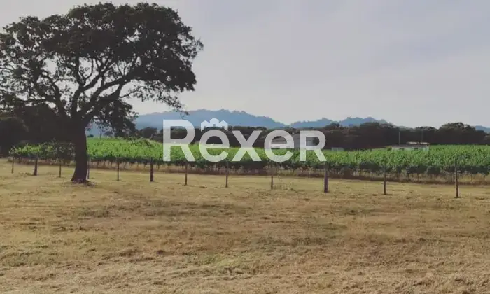 Rexer-Berchidda-Tenuta-vitivinicola-con-vigneto-e-fabbricati-San-Michele-Berchidda-Sardegna-Altro