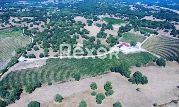 Rexer-Berchidda-Tenuta-vitivinicola-con-vigneto-e-fabbricati-San-Michele-Berchidda-Sardegna-Altro