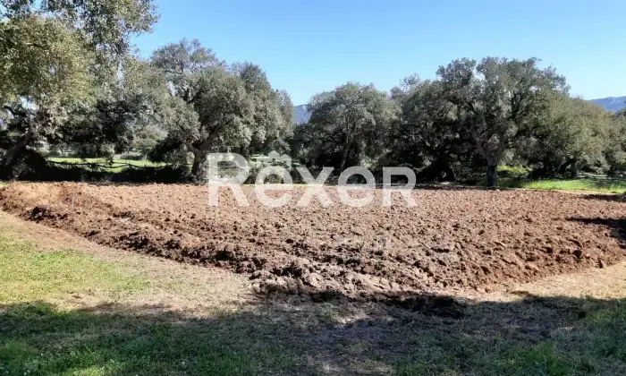 Rexer-Berchidda-Tenuta-vitivinicola-con-vigneto-e-fabbricati-San-Michele-Berchidda-Sardegna-Altro