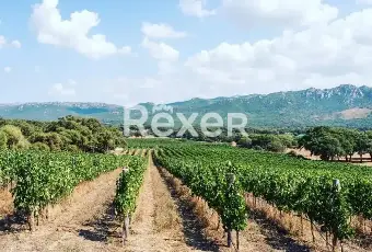 Rexer-Berchidda-Tenuta-vitivinicola-con-vigneto-e-fabbricati-San-Michele-Berchidda-Sardegna-Altro