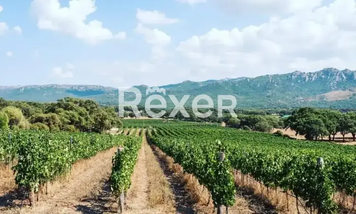 Rexer-Berchidda-Tenuta-vitivinicola-con-vigneto-e-fabbricati-San-Michele-Berchidda-Sardegna-Altro