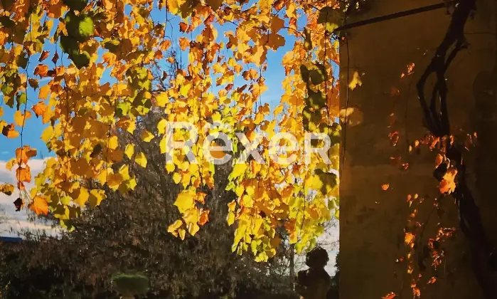 Rexer-San-Pietro-In-Gu-Prestigiosa-villa-veneta-storica-con-parco-di-ettari-Villa-Zilio-Altro