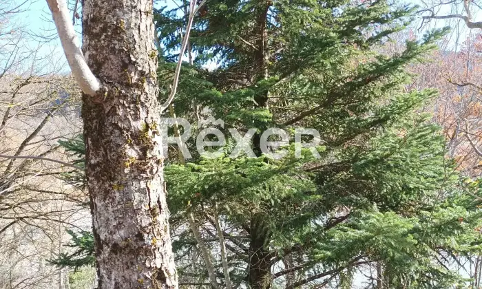 Rexer-Badia-Tedalda-Porzione-di-bifamiliare-con-vista-sul-fiume-Marecchia-e-mq-circa-di-bosco-Localit-Cantoni-Badia-Tedalda-Altro