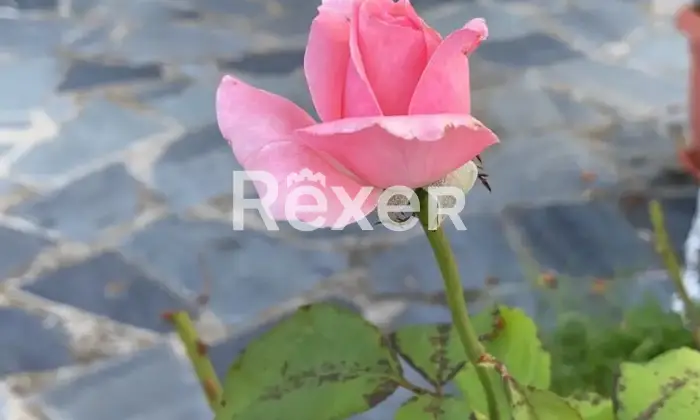 Rexer-Ca-Albertinipizzofreddo-Villetta-indipendente-Santa-Maria-della-Versa-Localit-Ca-Bardone-Altro