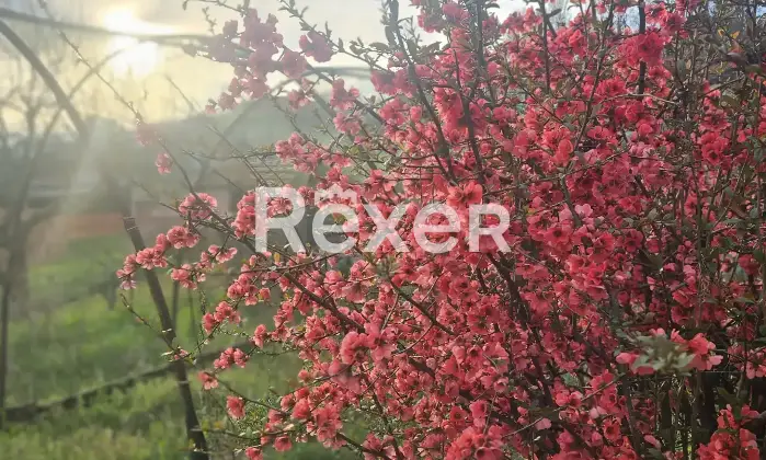 Rexer-Valdengo-Casa-di-fine-schiera-con-ampio-box-e-terreno-Terrazzo