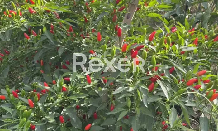 Rexer-Pomarance-PODERE-CON-ETTARI-DI-TERRENO-POMARANCE-Altro