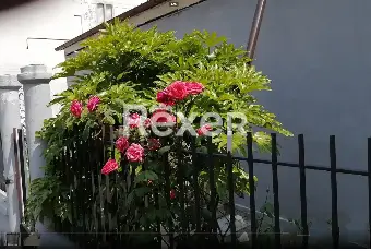 Rexer-Predappio-Casa-indipendente-in-vendita-in-via-Marco-Palmezzano-a-Predappio-Altro