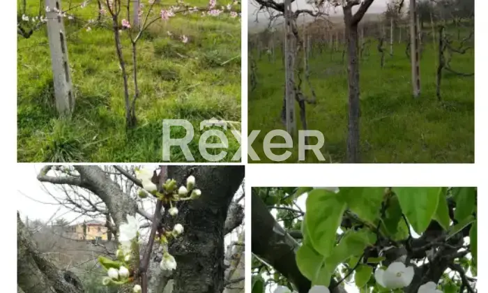 Rexer-La-Pevole-Casale-in-vendita-in-Vocabolo-Maeselle-a-Piegaro-Altro