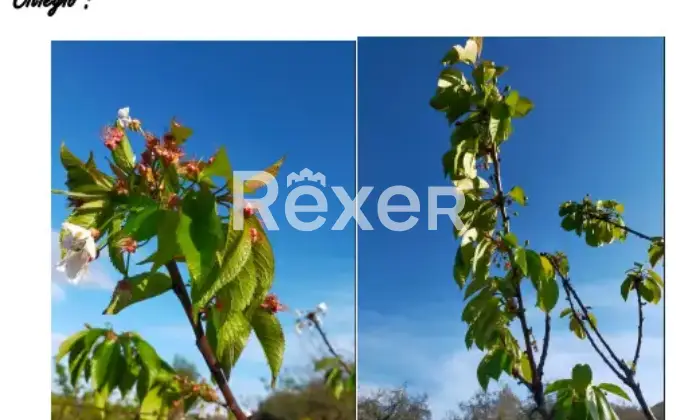 Rexer-La-Pevole-Casale-in-vendita-in-Vocabolo-Maeselle-a-Piegaro-Altro