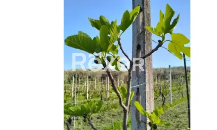 Rexer-La-Pevole-Casale-in-vendita-in-Vocabolo-Maeselle-a-Piegaro-Altro