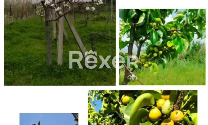 Rexer-La-Pevole-Casale-in-vendita-in-Vocabolo-Maeselle-a-Piegaro-Altro