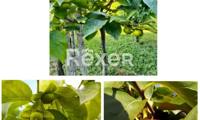 Rexer-La-Pevole-Casale-in-vendita-in-Vocabolo-Maeselle-a-Piegaro-Altro