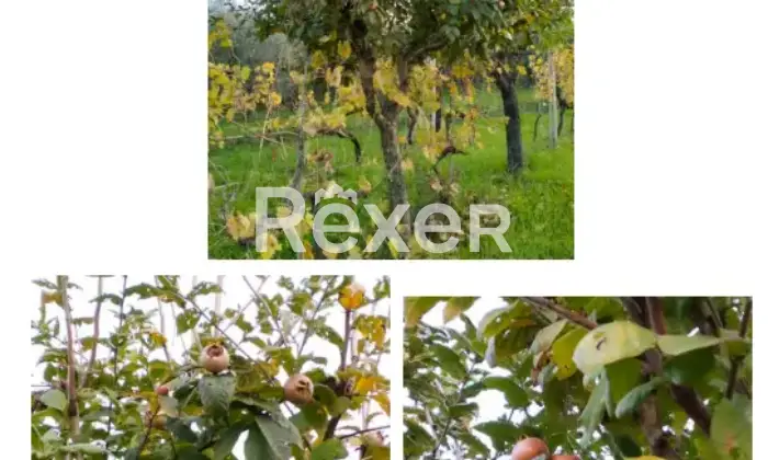 Rexer-La-Pevole-Casale-in-vendita-in-Vocabolo-Maeselle-a-Piegaro-Altro