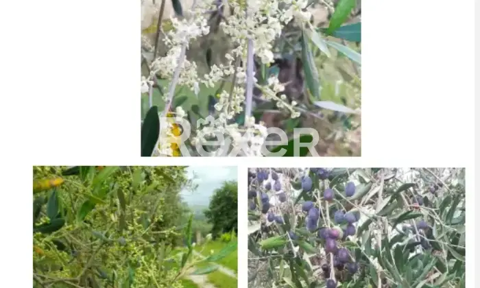 Rexer-La-Pevole-Casale-in-vendita-in-Vocabolo-Maeselle-a-Piegaro-Altro