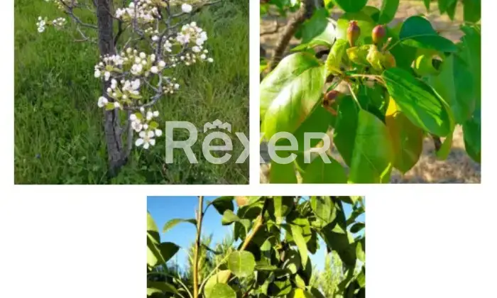 Rexer-La-Pevole-Casale-in-vendita-in-Vocabolo-Maeselle-a-Piegaro-Altro