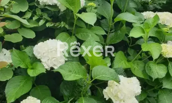 Rexer-Pizzo-Casa-indipendente-di-mq-con-ampi-spazi-terrazzi-garage-e-terreno-Altro