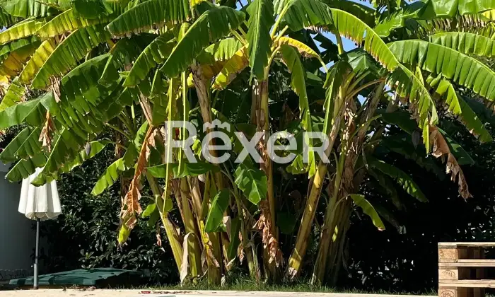 Rexer-Palagiano-Elegante-villa-con-piscina-a-mt-dalla-spiaggia-Altro