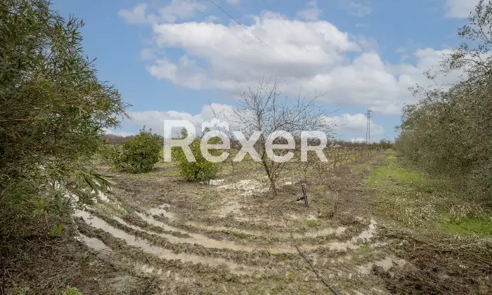 Rexer-Scanzano-Jonico-Porzione-di-villa-Bifamiliare-con-Ampio-Giardino-e-Terreno-a-Pochi-Minuti-dal-Mare-Altro