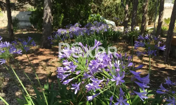 Rexer-Bisceglie-Villetta-bifamiliare-in-vendita-in-Via-Luigi-di-Molfetta-a-Bisceglie-Altro