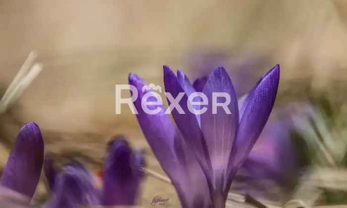 Rexer-Giarola-LEccellenza-dellOspitalit-Autentica-nellAppennino-Reggiano-Altro